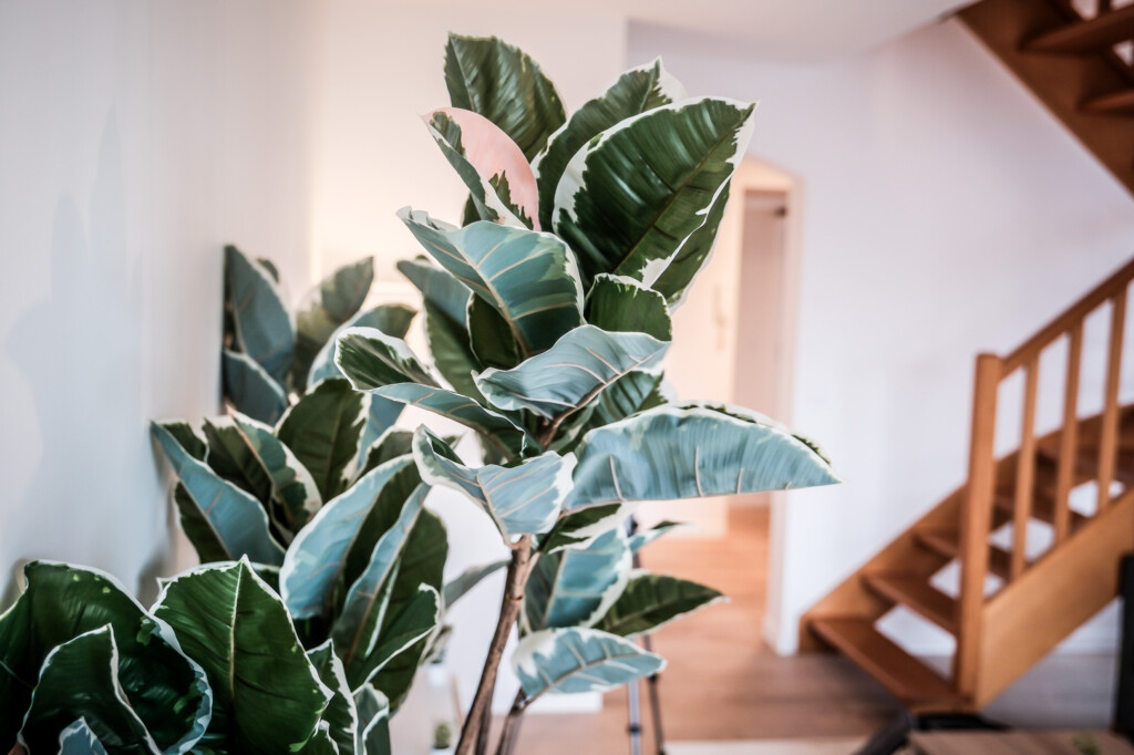 investissement locatif frontalier